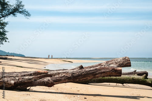 Dry tree across the beach and people on the horizon