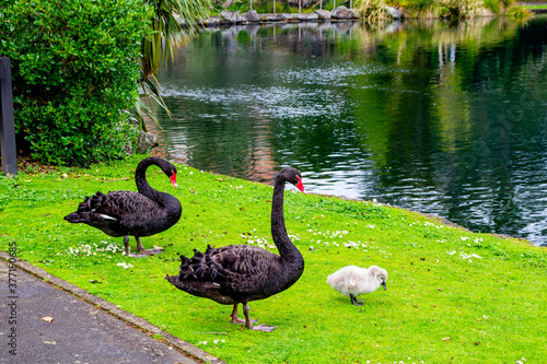 Black swans and chicks. Western Springs, Aukland, New Zealand. photo