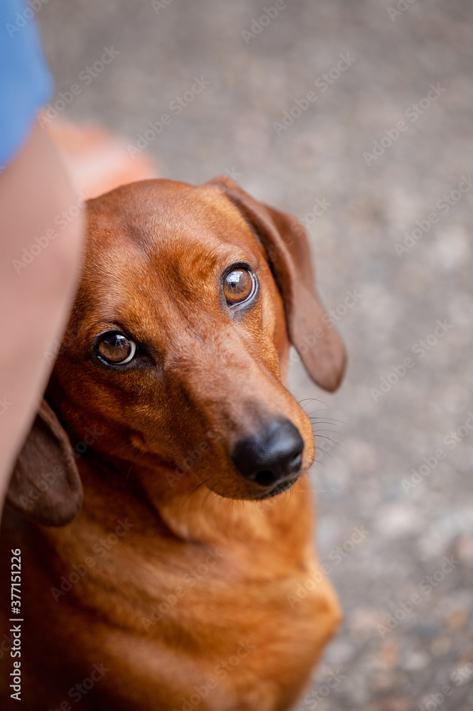 portrait of an adorable dachshund dog