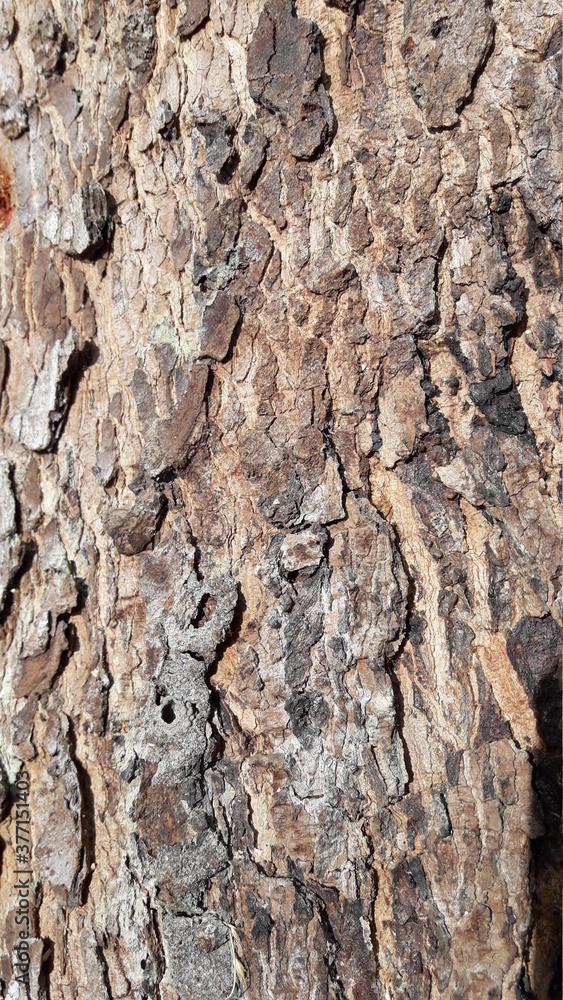 Obraz premium Bark of a tree - 9