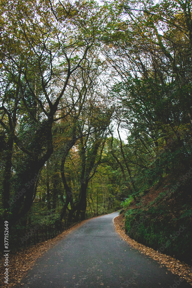 Fototapeta premium Road in Ambleside, Forest, Woods, trees, Lake District, England, nature