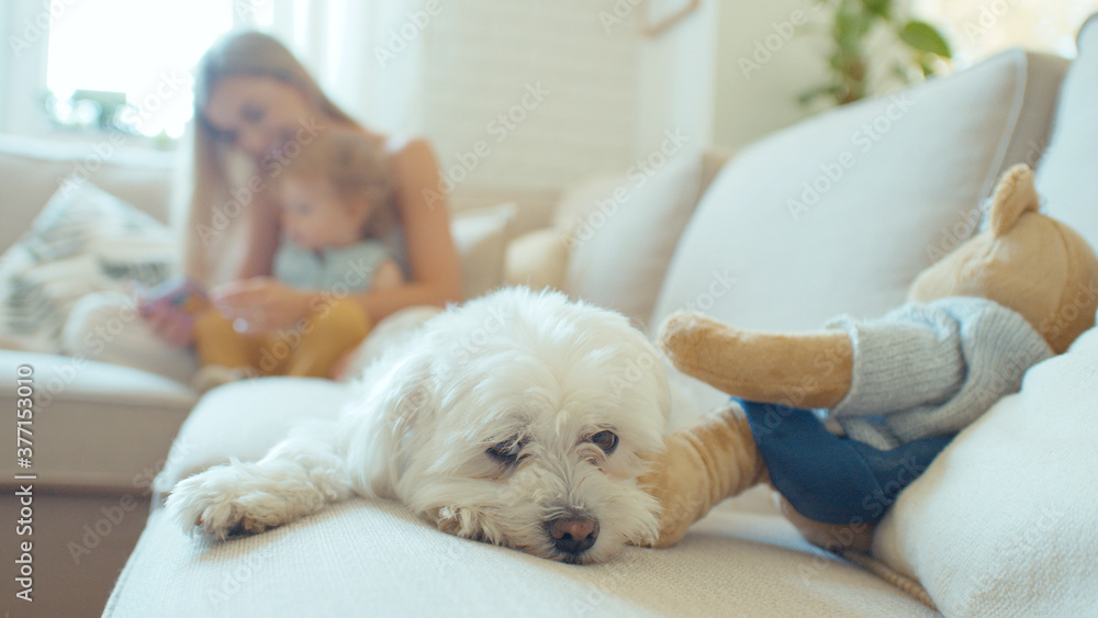 Adorable dog lying on sofa while young mother playing with baby daughter. Adorable dog lying on sofa while young mother playing with baby daughter.