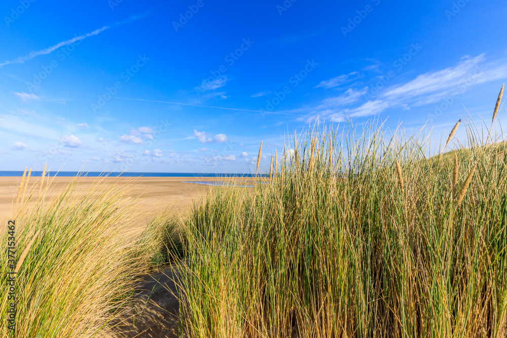 Sanddüne in Holland an der Nordsee Sanddüne in Holland an der Nordsee