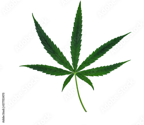 Fresh marijuana leaf