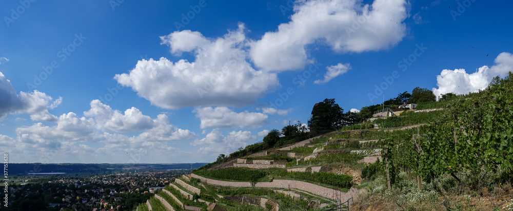 Panoramablick über die sächsischen Weinberge