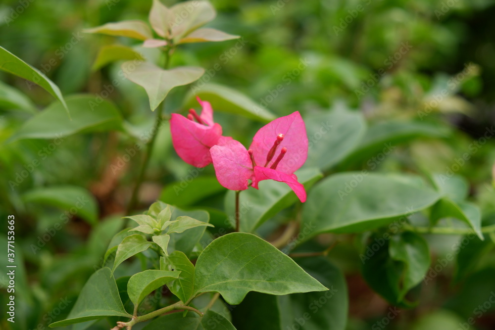 Red bougainvillea flower surrounded by green leaves
Red bougainvillea flower surrounded by green leaves