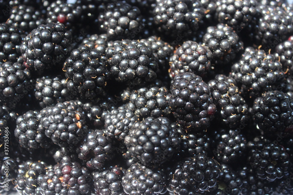 Background of blackberries close up in macro Background of blackberries close up in macro
