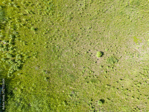 Aerial drone view. Green meadow in sunny weather