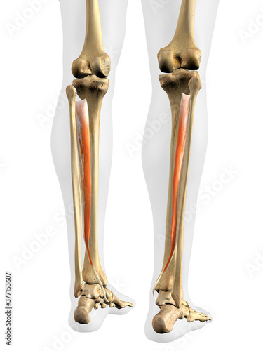 Posterior Tibialis Muscles in Isolation on Human Leg Skeleton, 3D Rendering