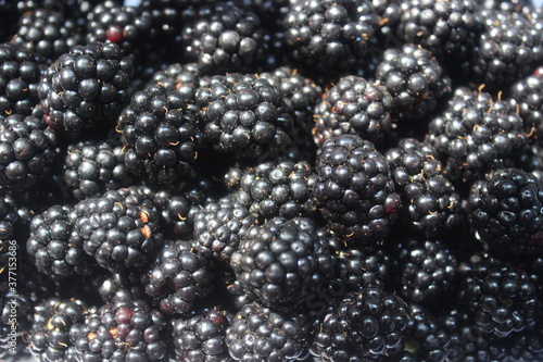 Background of blackberries close up in macro