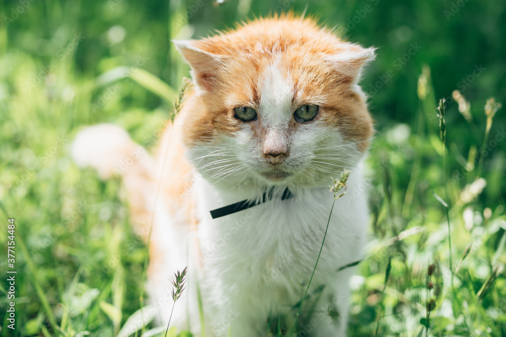 adult white orange cat in garden on green grass