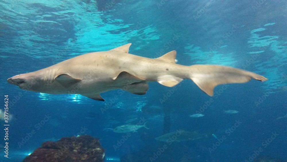 Obraz premium shark in aquarium