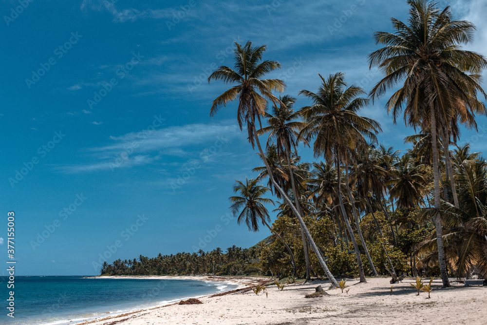 Fototapeta premium An empty heavenly beach with palm trees, white sand and turquoise blue water in marie galante, Guadeloupe