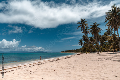 Fototapeta Naklejka Na Ścianę i Meble -  A man walks in the crystal waters of an empty heavenly beach with palm trees, white sand and turquoise blue water in marie galante, Guadeloupe