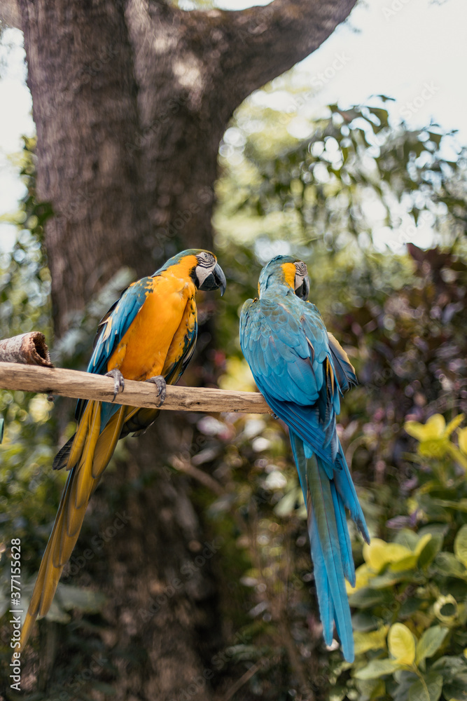 Obraz premium pair of blue and yellow macaw on a branch