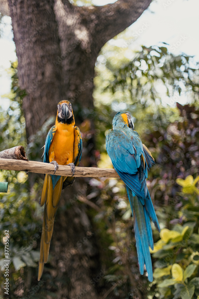 Obraz premium pair of blue and yellow macaw on a branch