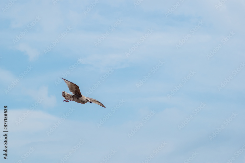 Picture of seagull in fly motion in blue sky and summer time 