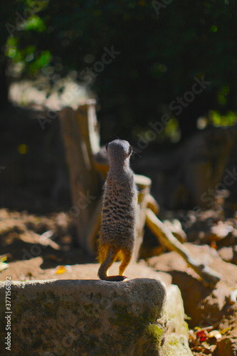 meerkat on a rock