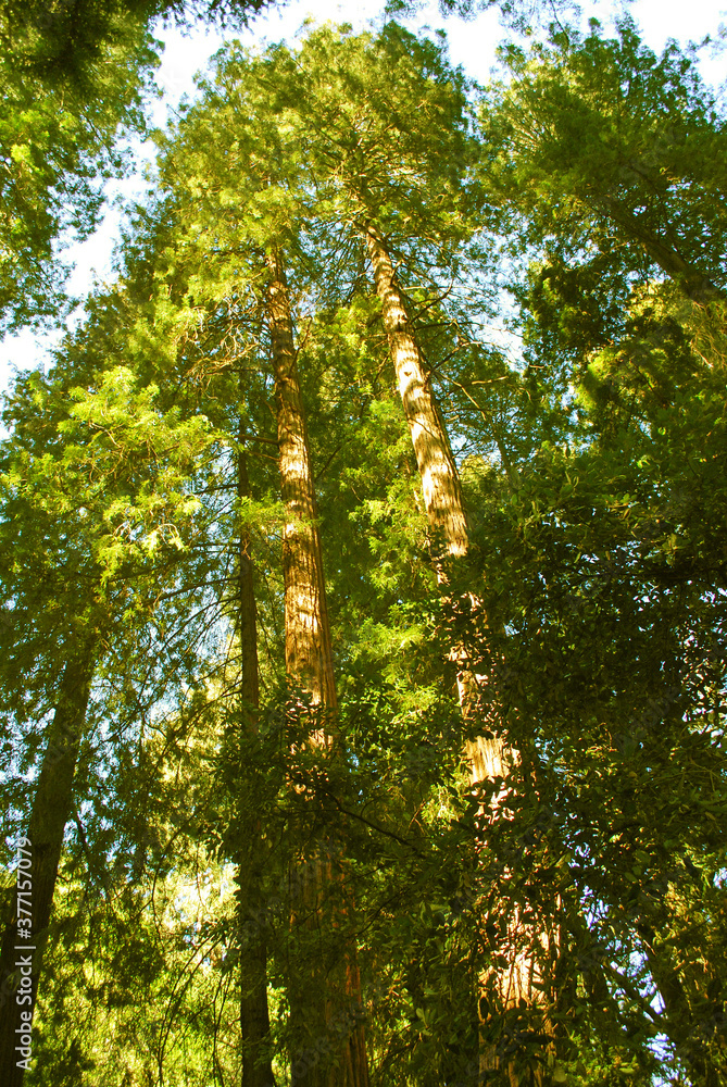 Obraz premium A view of the soaring giant redwood trees in Muir Woods near San Francisco California