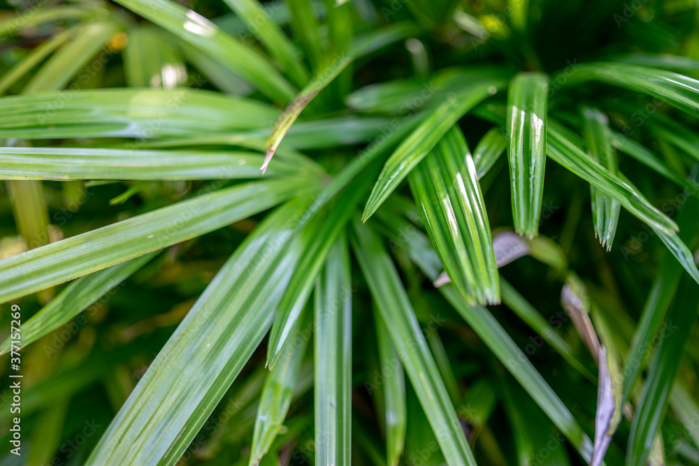 palm leaves in the Mediterranean park, south Croatia palm leaves in the Mediterranean park, south Croatia