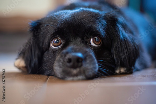 Expressions of a pet with natural light, small depth of field and selective focus.