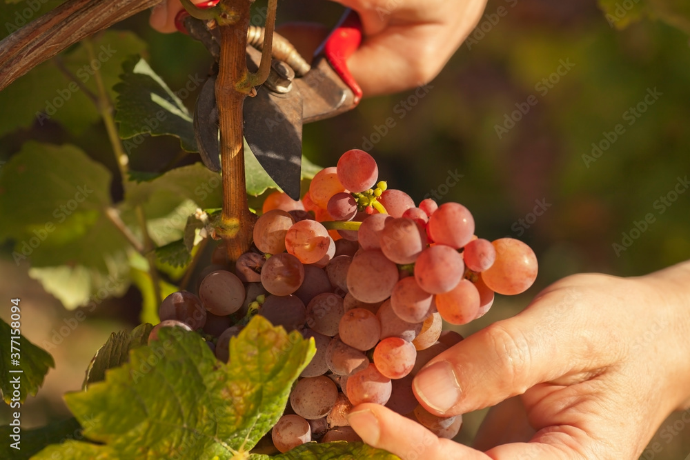Male hands picking ripe grapes in a vineyard