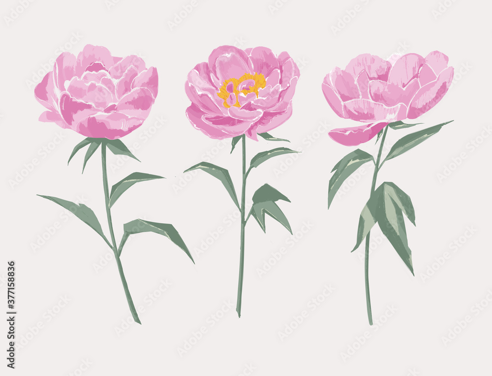 pink peony bloom illustration. manual graphics. for postcards, patterns, weddings