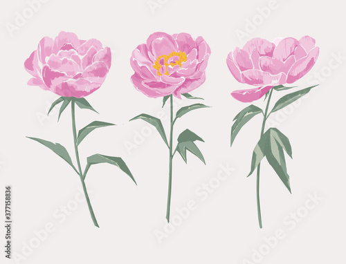 Fototapeta Naklejka Na Ścianę i Meble -  pink peony bloom illustration. manual graphics. for postcards, patterns, weddings