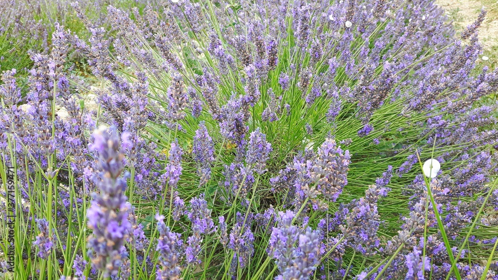 Obraz premium field of lavender