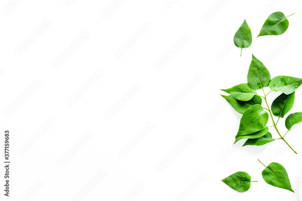 Pattern of green tree leaves, nature background. Overhead view, flat lay Pattern of green tree leaves, nature background. Overhead view, flat lay