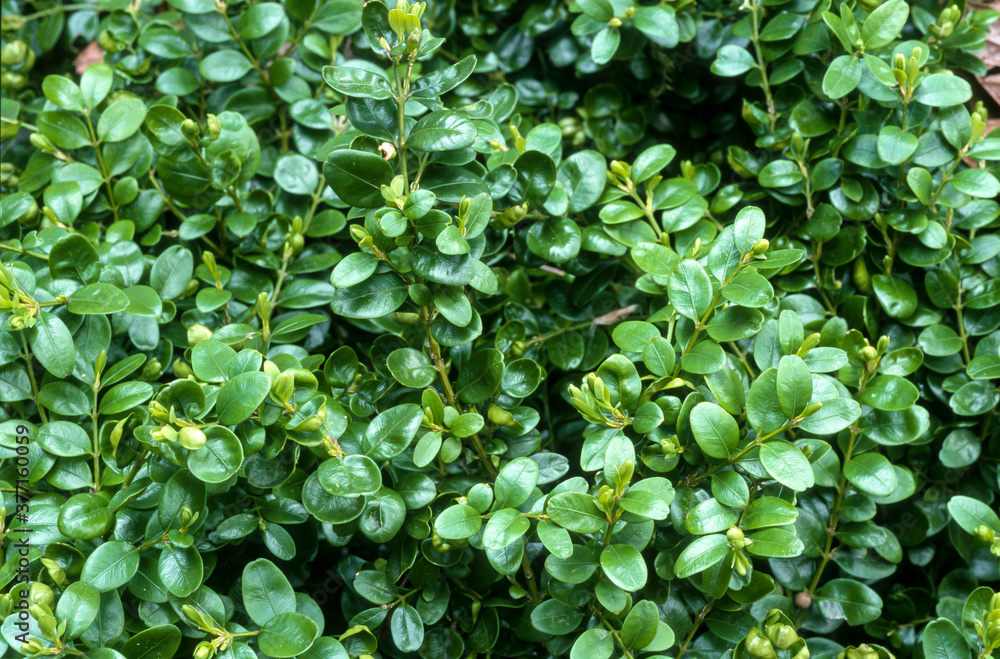 Buis, buxus sempervirens Buis, buxus sempervirens