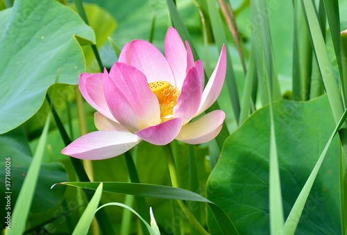 Close Up of a Lotus Water Lily Flower, blooming most beautifully from the deepest and thickest mud.