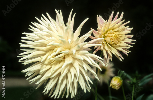 Dahlia  Dahlia cactus  Mary Cassai 