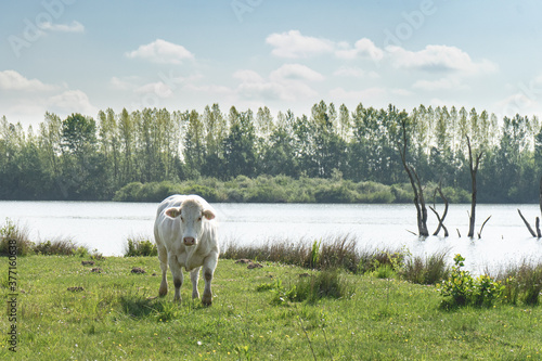 Fototapeta Naklejka Na Ścianę i Meble -  wild cow in the field, The Biesbosch, The Netherlands.