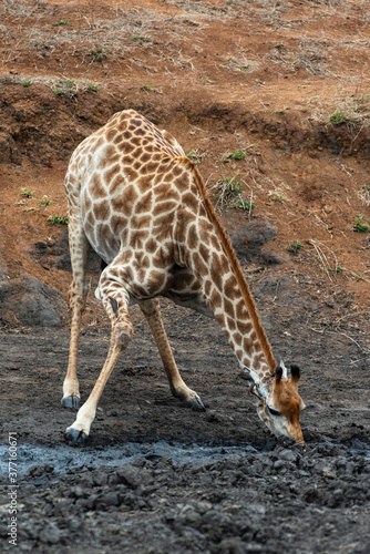 Girafe  Giraffa Camelopardalis  Parc national Kruger  Afrique du Sud