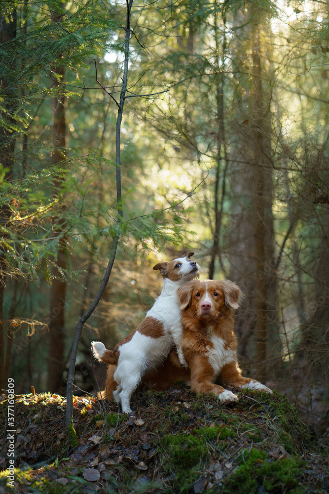 two dogs together in the forest. Duck Retriever Jack Russell Terrier in nature. Pet friendship