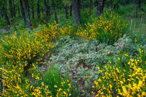 Pyrenean Oak forest and Common Broom, Sierra de Guadarrama, Madrid, Spain, Europe photo