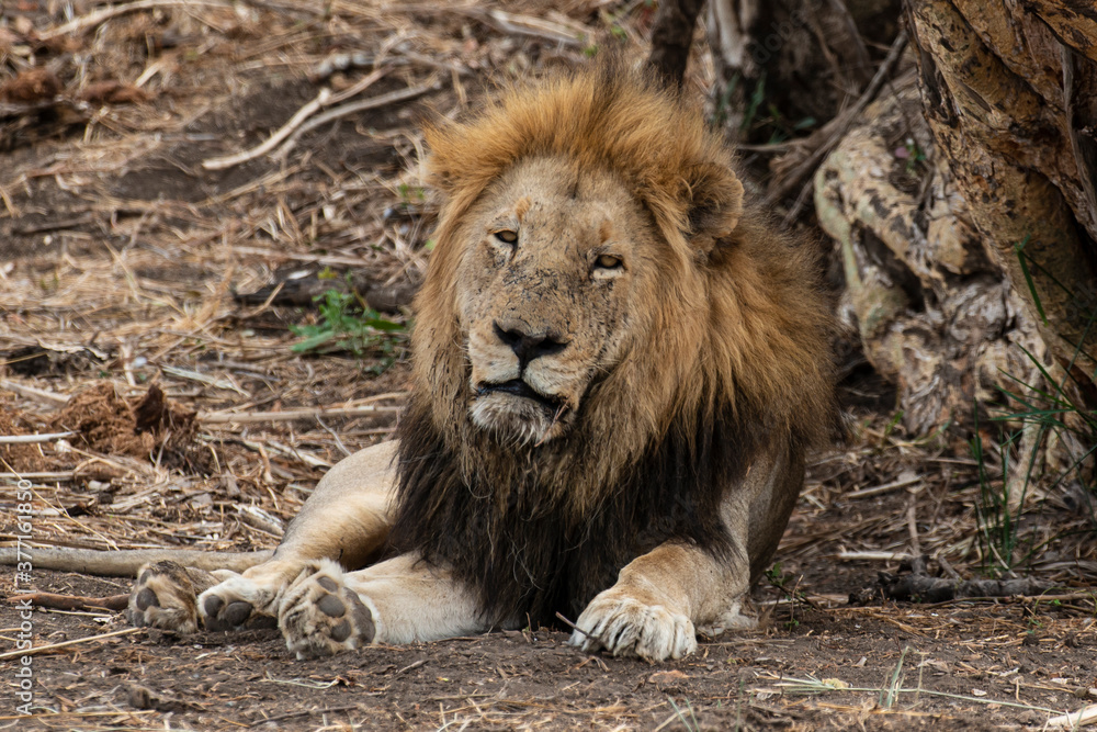 Naklejka premium Lion, Panthera leo, Parc national du Kruger, Afrique du Sud