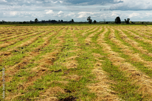 Cut grass drying on meadow. Rows of hay landscape. Bagno Pulwy, Natura 2000 area in Porzadzie, Poland, Europe. photo