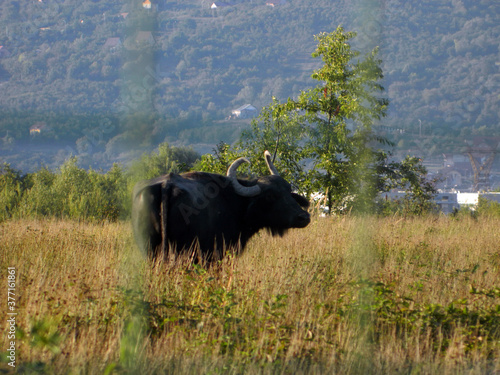 buffalo on the gras in Maramures county photo