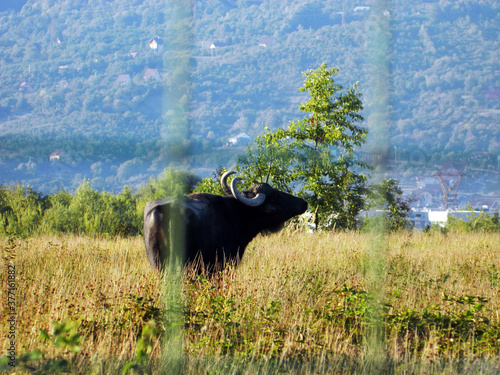 buffalo in the field in Maramures county photo