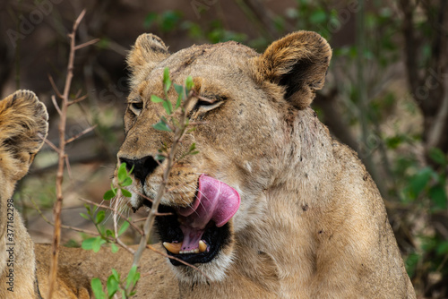lion  femelle  lionne  Panthera leo  Afrique