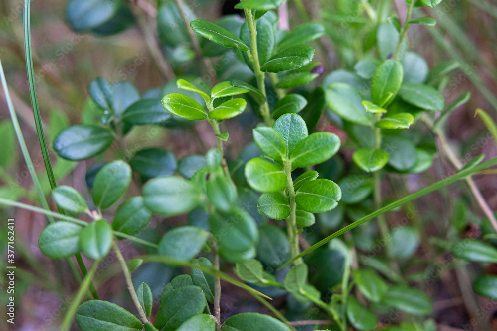 Medicinal herb lingonberry leaf in the forest Medicinal herb lingonberry leaf in the forest