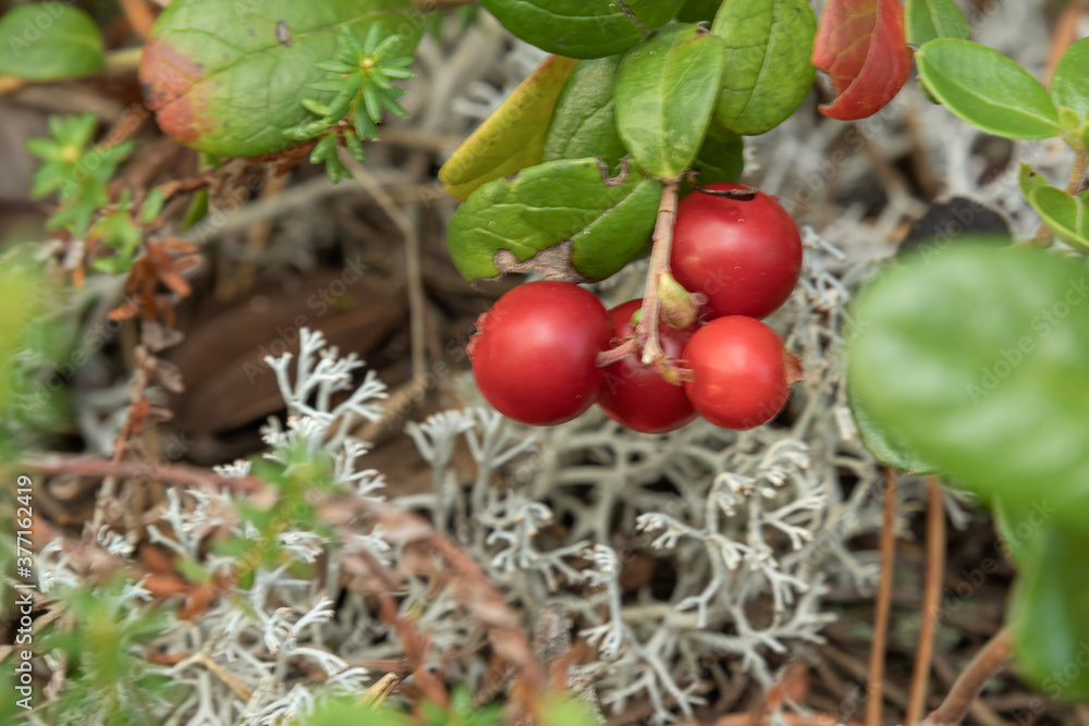 Wild forest cranberries with the texture of a forest in summer Wild forest cranberries with the texture of a forest in summer