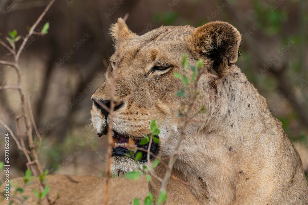Fototapeta premium lion, femelle, lionne, Panthera leo, Afrique