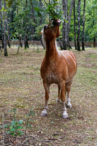 Horse eating oak leaves. Haflinger mare reaching leaves with open mouth  teeth visible. Front view. Horse diet.