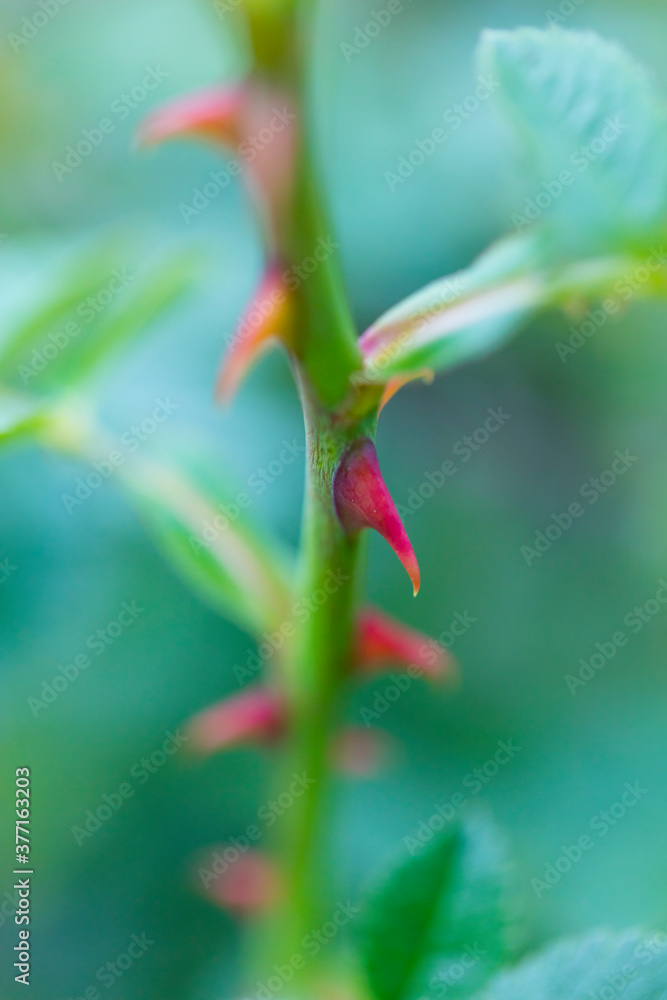 Thorns or prickles, DOG ROSE - ROSAL SILVESTRE (Rosa canina), Sierra de Guadarrama, Madrid, Spain, Europe Thorns or prickles, DOG ROSE - ROSAL SILVESTRE (Rosa canina), Sierra de Guadarrama, Madrid, Spain, Europe