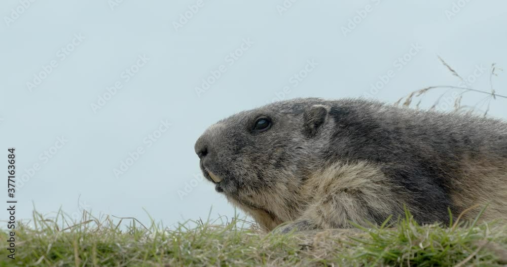 Alpine marmot laying down in place Alpine marmot laying down in place