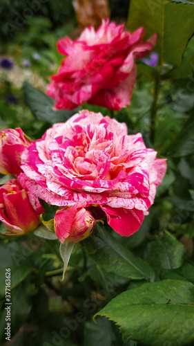 pink rose bush