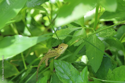 Lizard chameleon gecko amphibian on the green leaf grass plant garden closeup